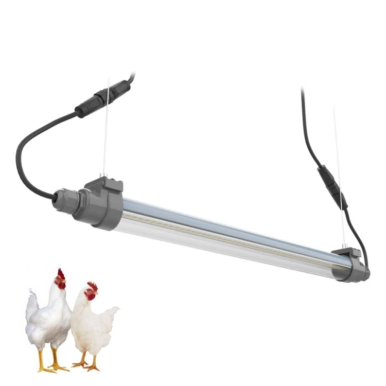 chicken artificial light