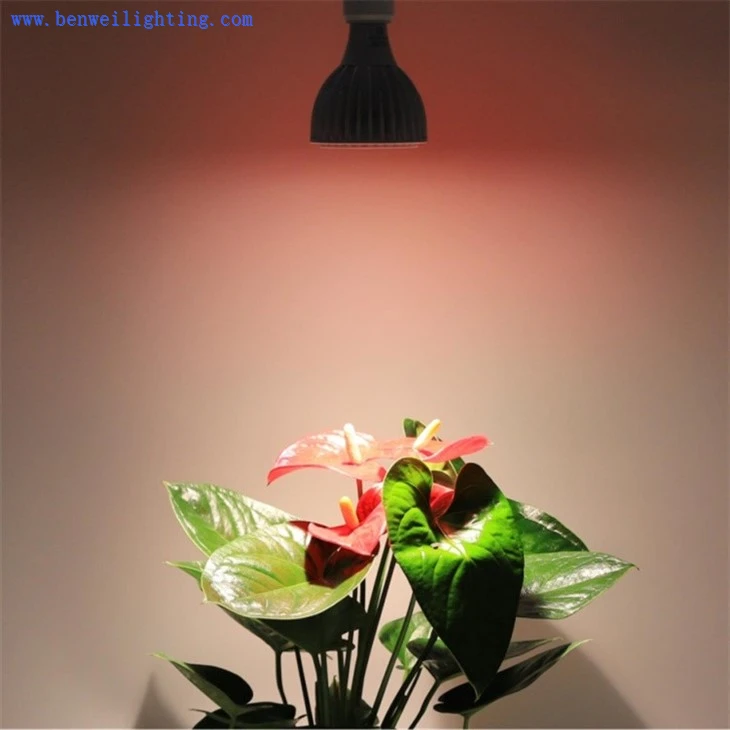 grow bulbs lighting for plants