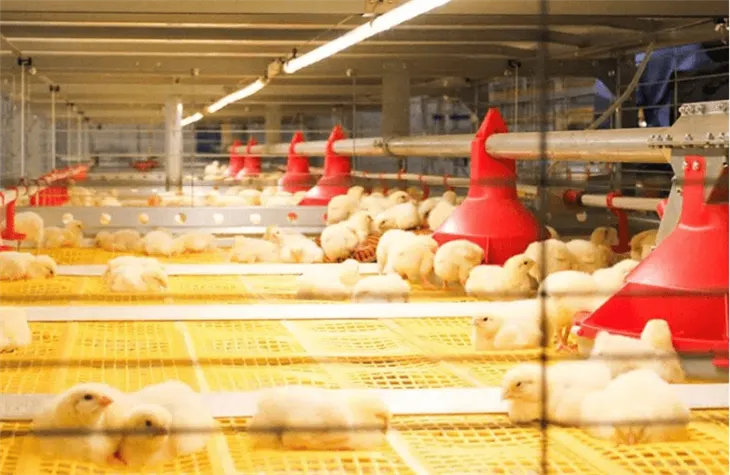 Led Tube Light Used For Poultry